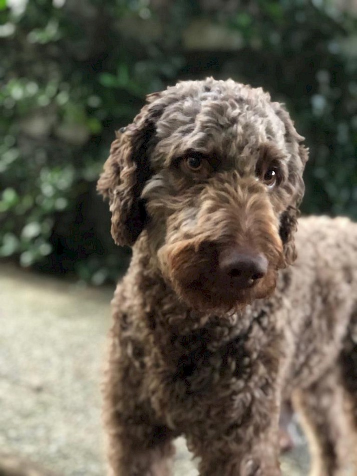 Dogs to Bi Hunde-Kundenberatung bei Rosenheim im Chiemgau
