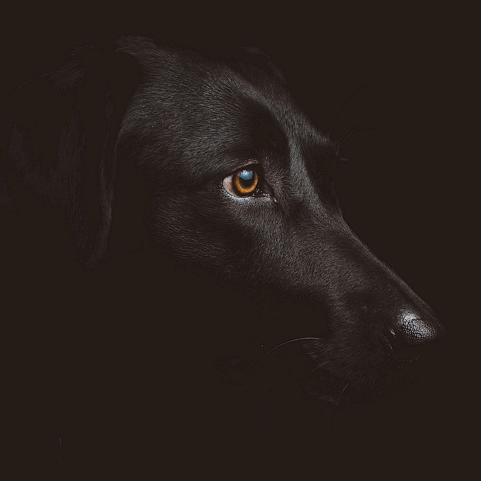 dogs-to-Bi-Empfehlungen